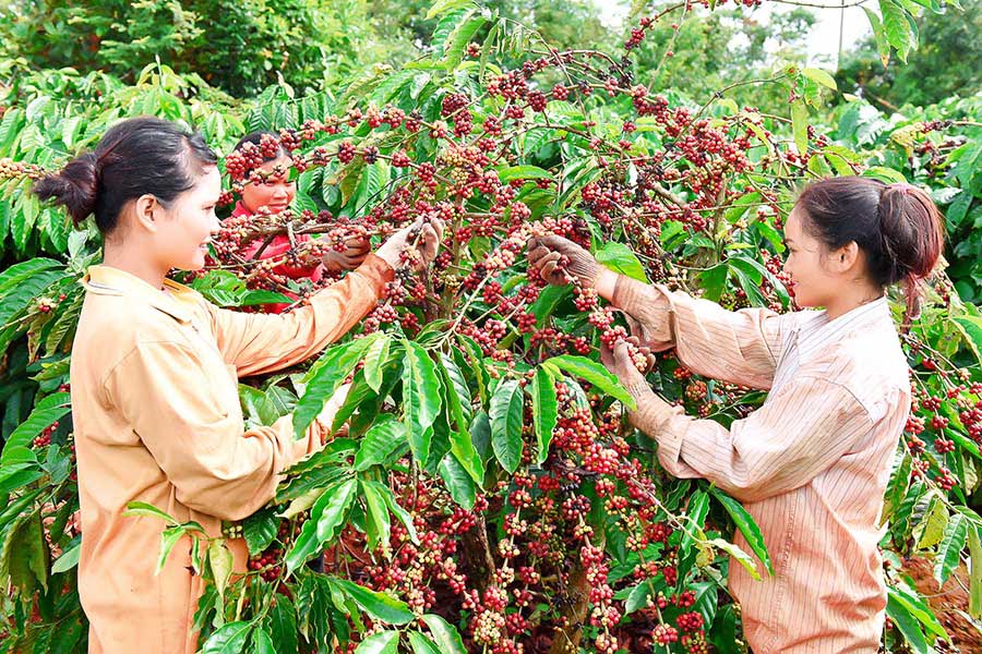 cây cà phê được chăm sóc tốt