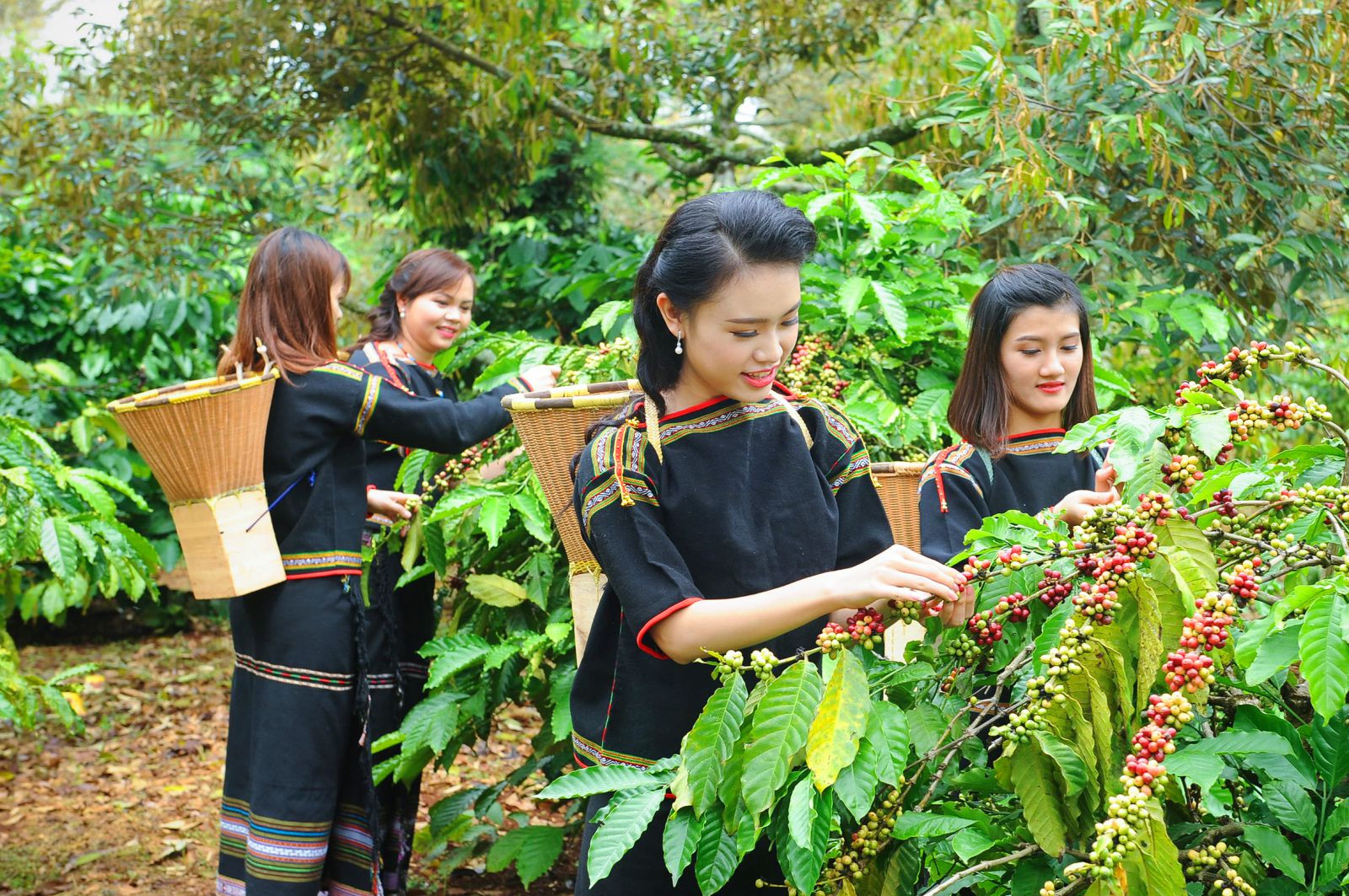 thu hoạch cà phê